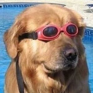 Meet your Posher, Dog with